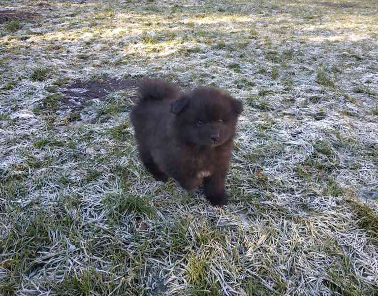 Německý špic  - foto 4