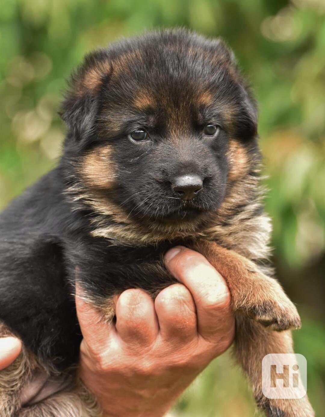 Štěňata Německý ovčák s PP barva REX - foto 1