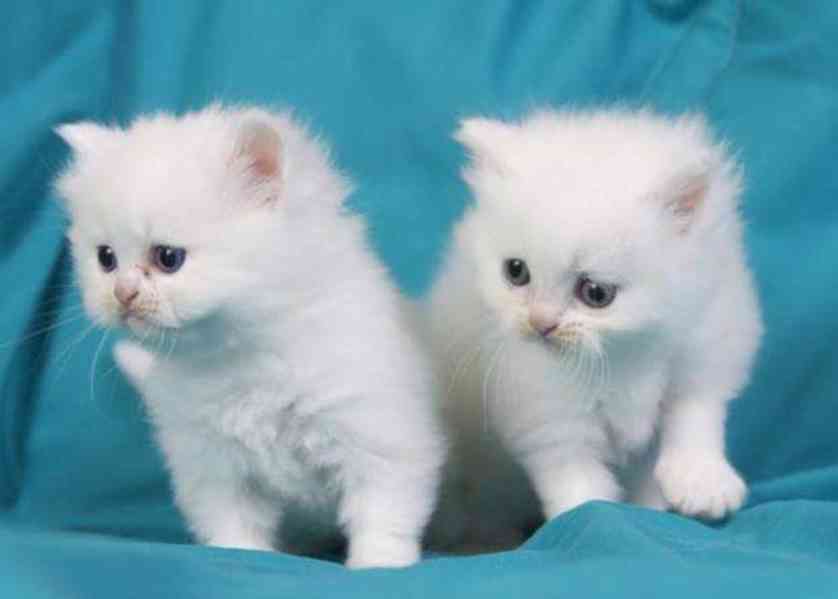 rozkošná perská koťátka k adopci - foto 1