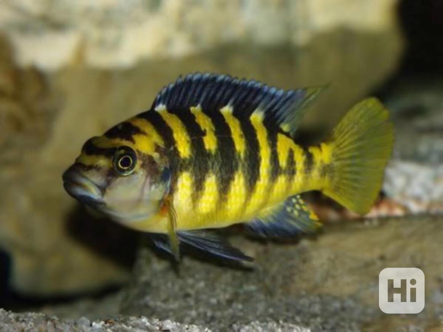 Tlamovci Malawi - foto 1