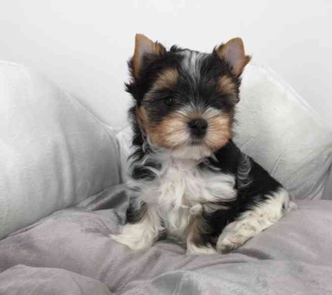 Jorkšírský teriér s PP FCI - foto 2