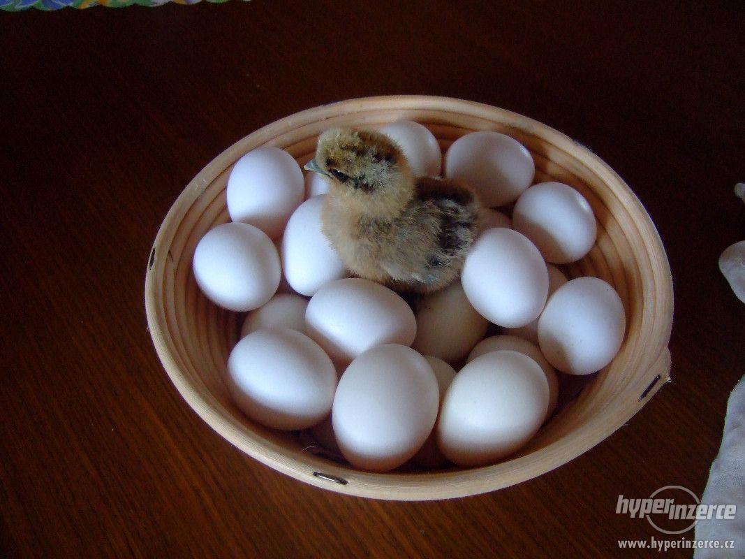 Domácí vajíčka - foto 1