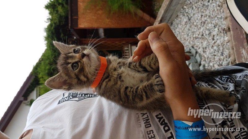 Mazlivá koťátka do dobrých rukou - foto 3