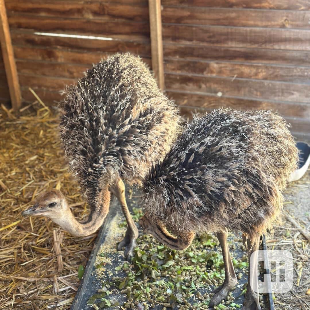 🥚 Prémiová pštrosí vejce - foto 1