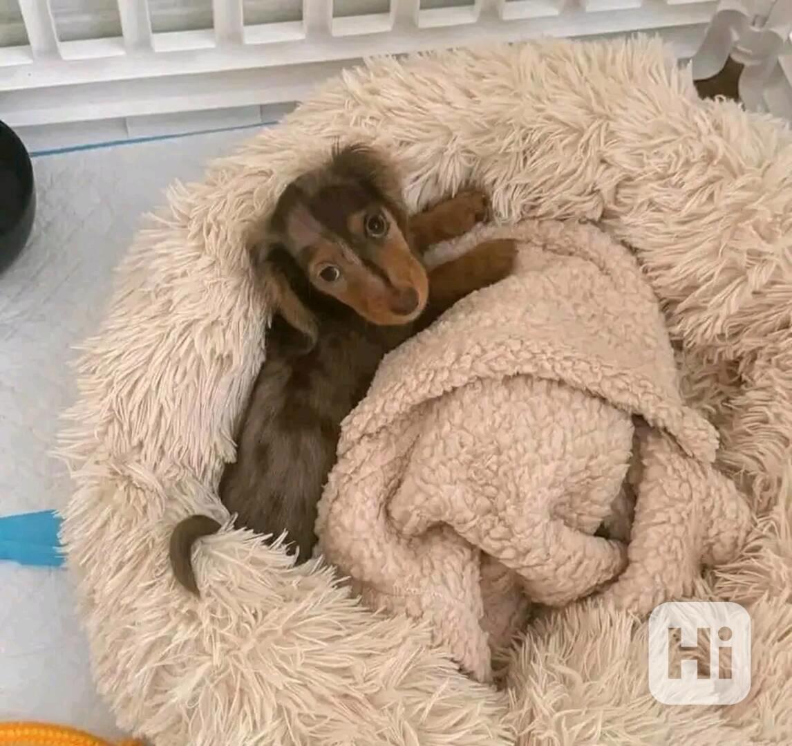 Štěňata jezevčíka samec a samice k adopci - foto 1