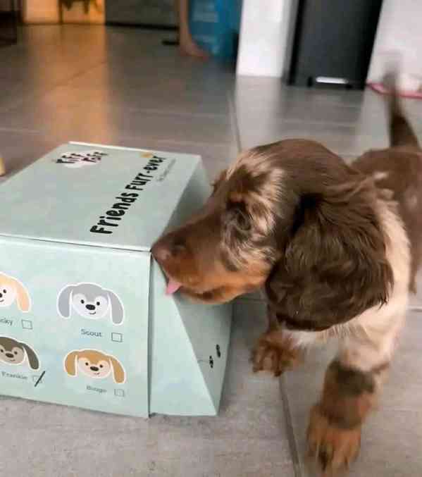 Štěňata jezevčíka samec a samice k adopci - foto 3