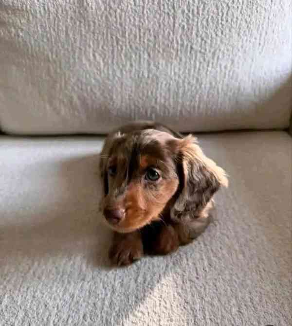 Štěňata jezevčíka samec a samice k adopci - foto 4