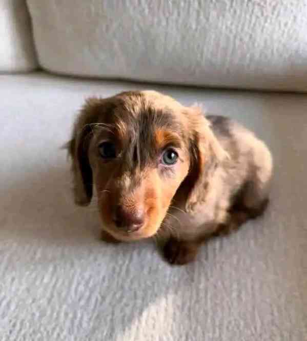 Štěňata jezevčíka samec a samice k adopci - foto 5