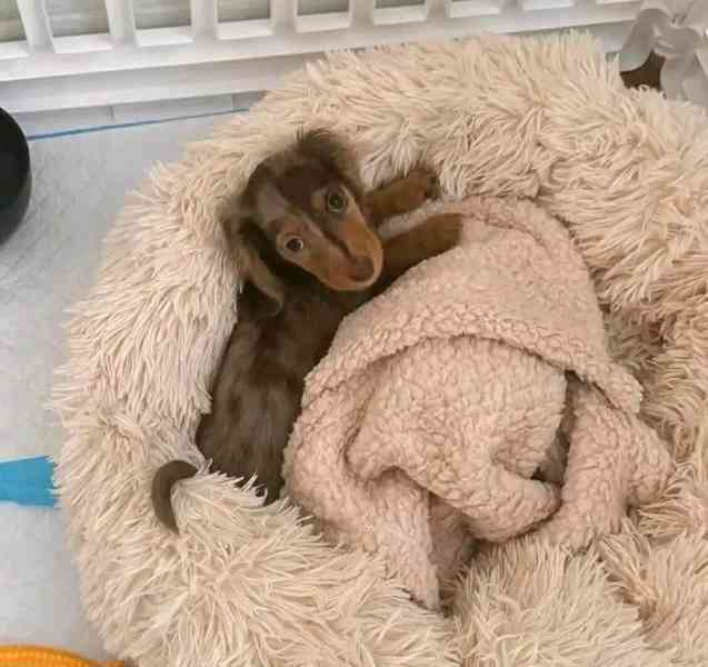 Štěňata jezevčíka samec a samice k adopci - foto 1