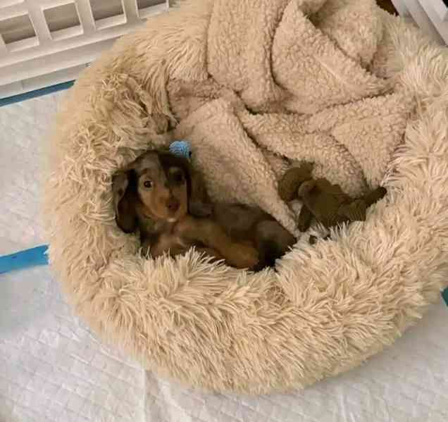 Štěňata jezevčíka samec a samice k adopci - foto 2