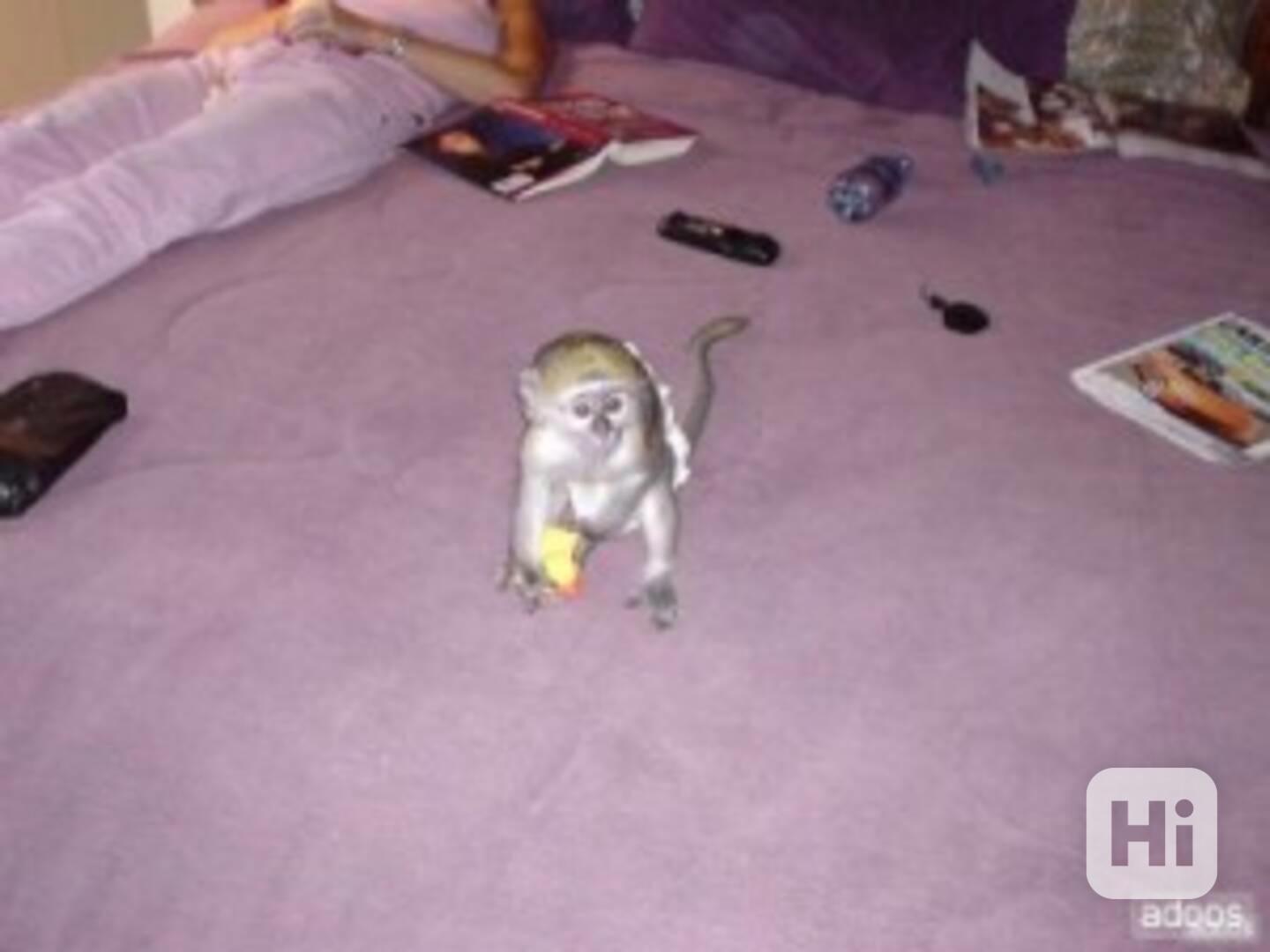 2 krásné kapucínské opice k adopci Máme dvě kapucínské  - foto 1
