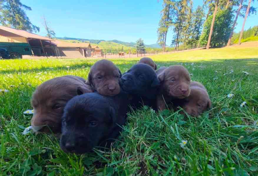 Cerný labradorský retrívr k rehomingu - foto 2