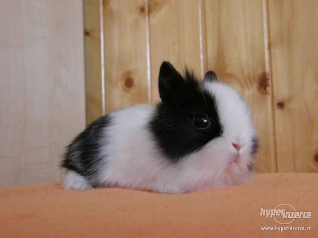 Zakrslý lvíček králíček mládě - foto 1