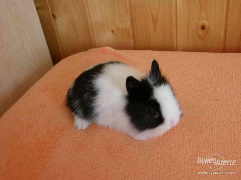 Zakrslý lvíček králíček mládě - foto 2