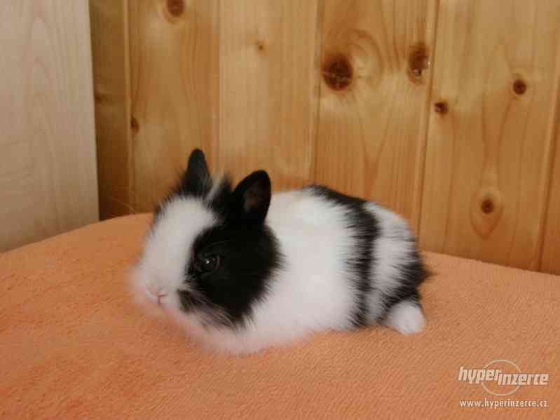Zakrslý lvíček králíček mládě - foto 8