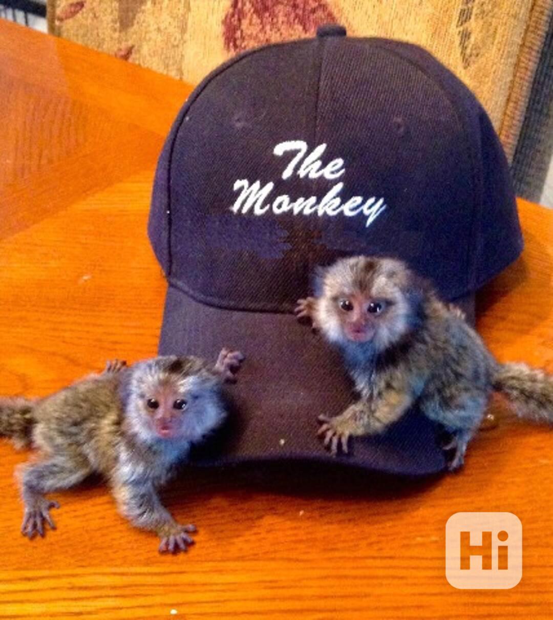 Samci a samice opice kosman - foto 1