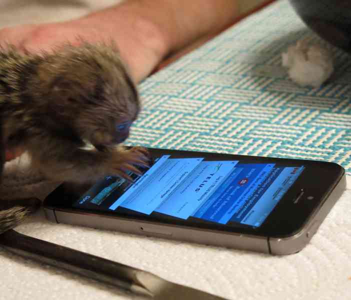 Samci a samice opice kosman - foto 2