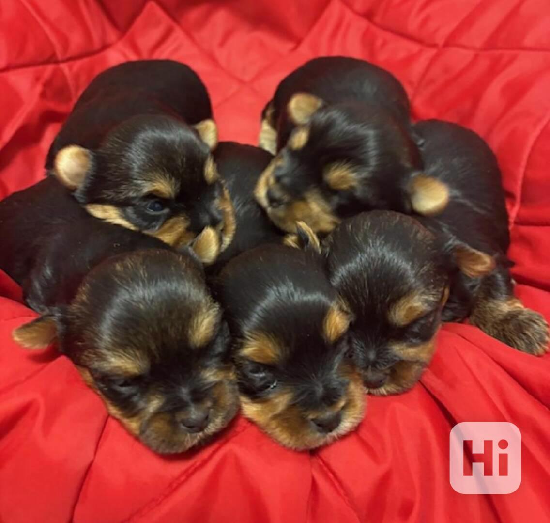 Jorkšírek s PP FCI k výběru a rezervaci - foto 1