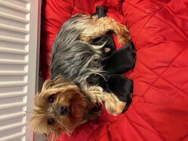 Jorkšírek s PP FCI k výběru a rezervaci - foto 2