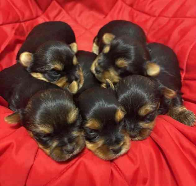 Jorkšírek s PP FCI k výběru a rezervaci - foto 1