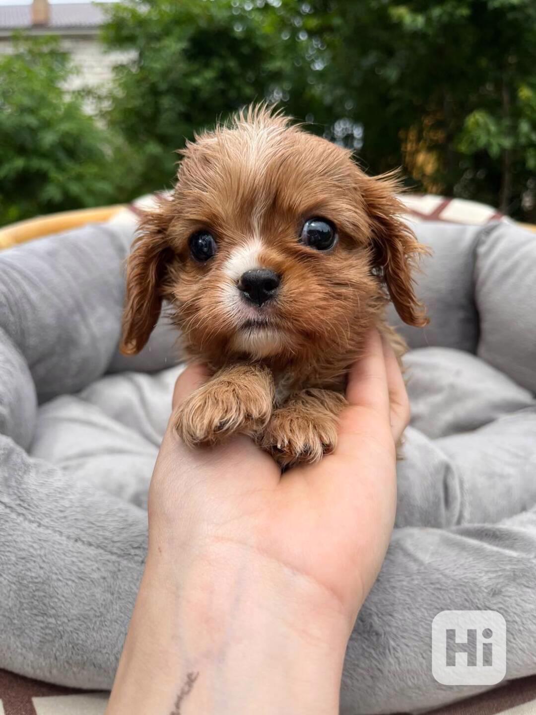 Domácí štěňata Kavalír King Charles španěl - foto 1