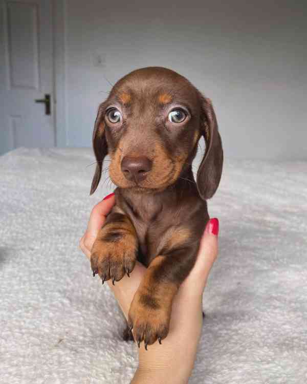 Jezevčík hladkosrstý trpasličí bez PP - foto 2