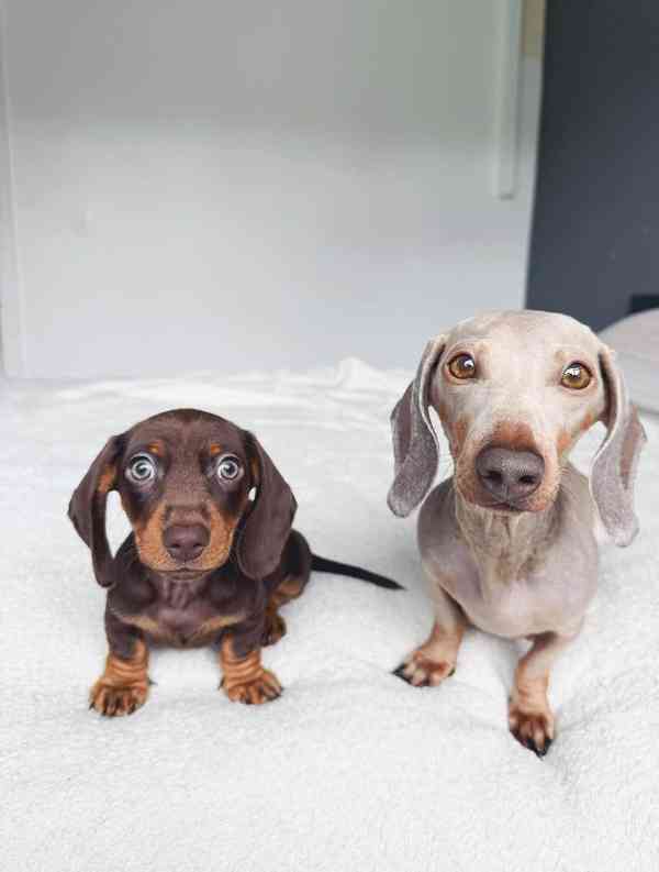 Jezevčík hladkosrstý trpasličí bez PP - foto 3