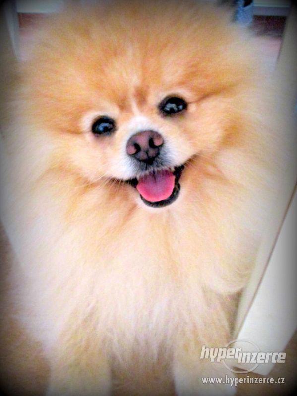 Pomeranian - nabídka krytí - foto 1