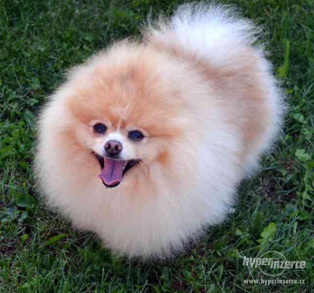 Pomeranian - nabídka krytí - foto 2