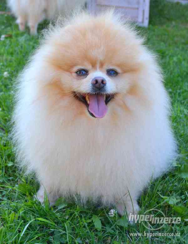 Pomeranian - nabídka krytí - foto 3