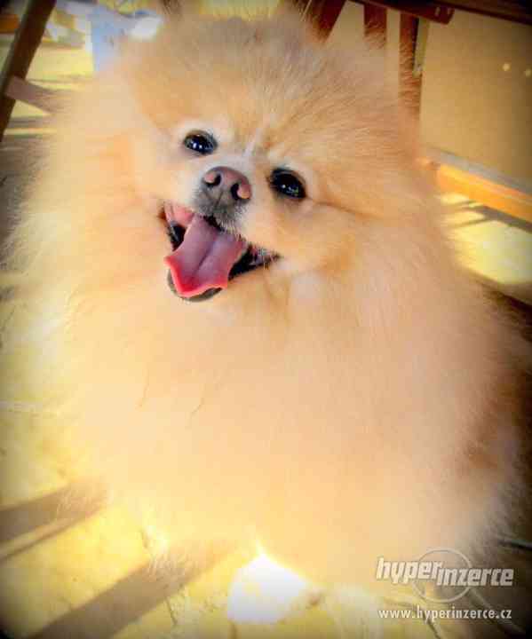 Pomeranian - nabídka krytí - foto 4