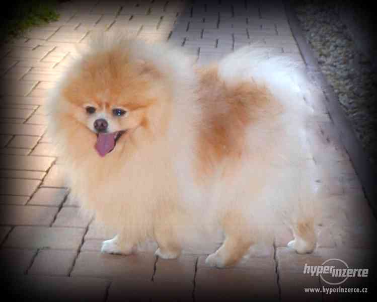 Pomeranian - nabídka krytí - foto 5