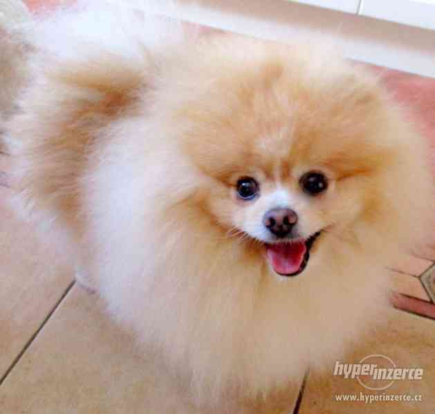 Pomeranian - nabídka krytí - foto 7