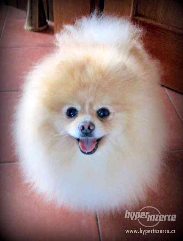 Pomeranian - nabídka krytí - foto 8