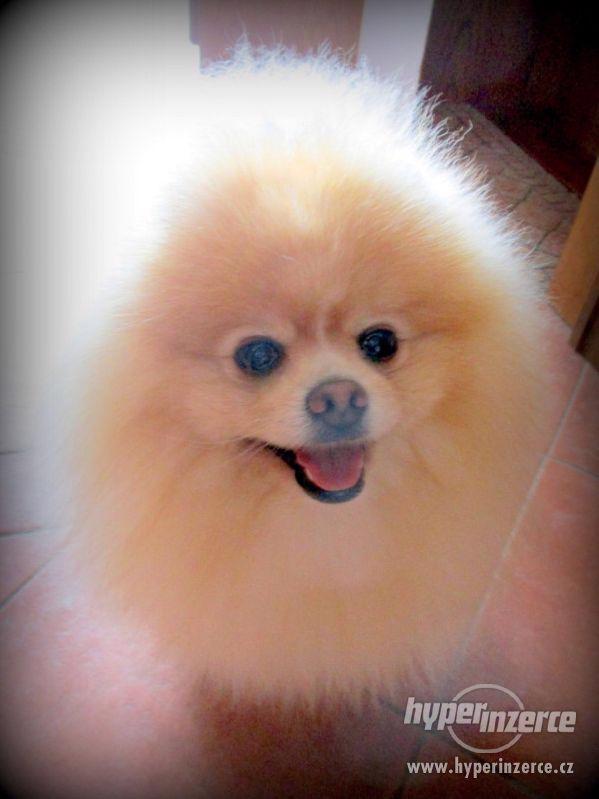 Pomeranian - nabídka krytí - foto 9