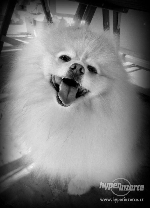 Pomeranian - nabídka krytí - foto 10