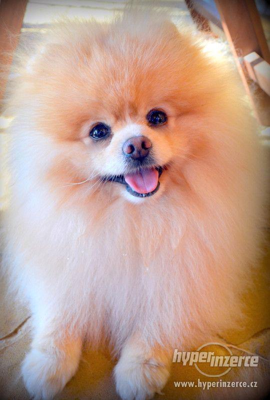 Pomeranian - nabídka krytí - foto 11