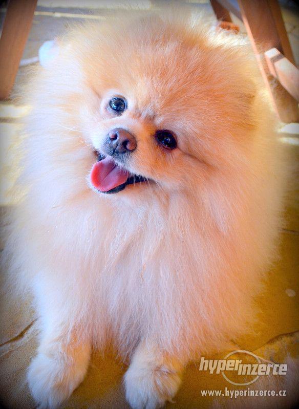 Pomeranian - nabídka krytí - foto 12