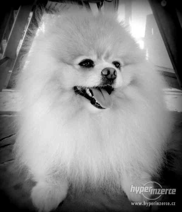 Pomeranian - nabídka krytí - foto 13