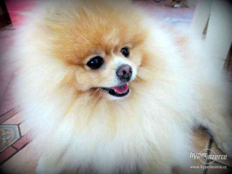 Pomeranian - nabídka krytí - foto 14
