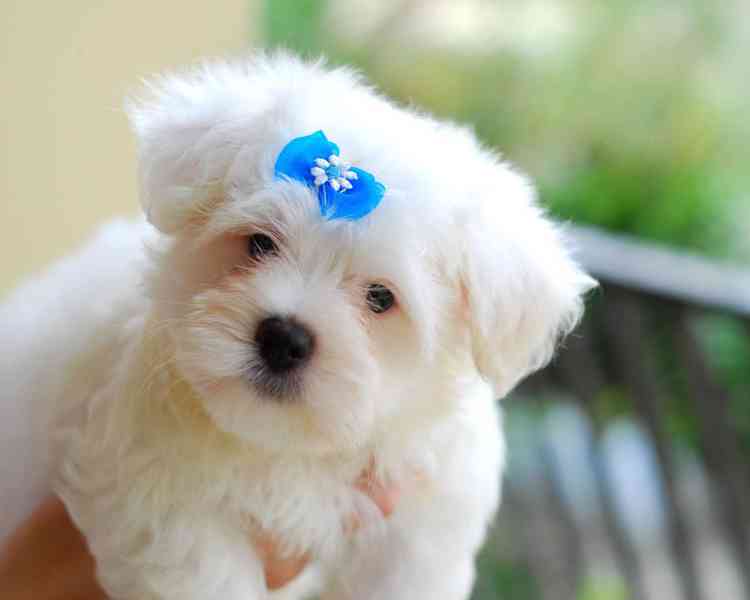 Rozkošná a vynikající štěňata maltézského ovčáka na prodej - foto 1