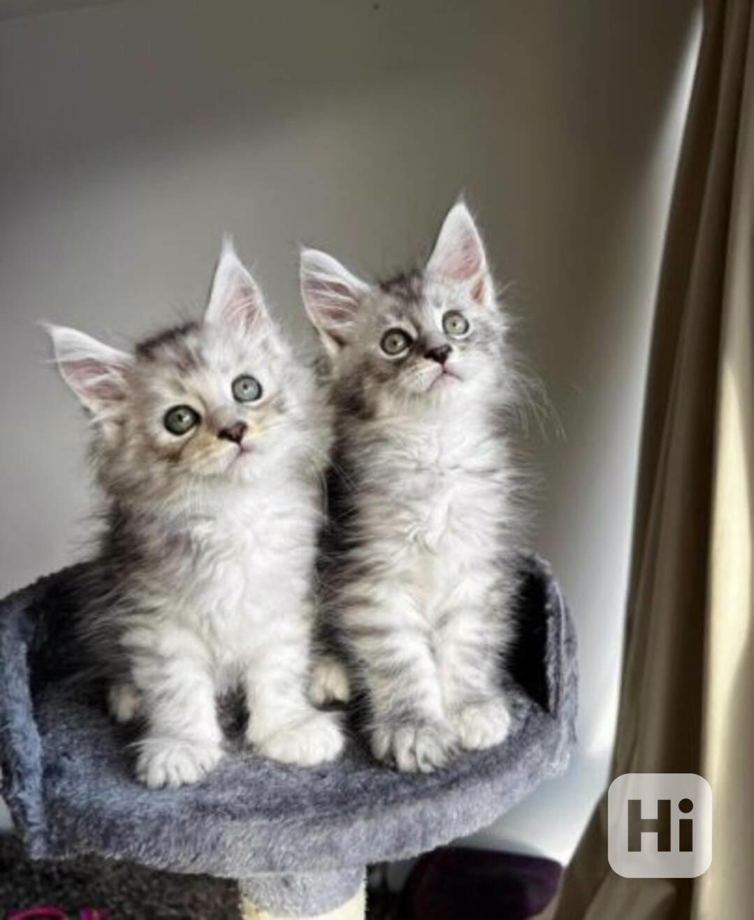 Přátelská koťátka Mainské mývalí kočky k adopci - foto 1