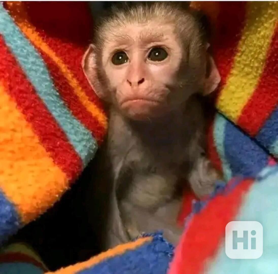  Kapucín hledá nový domov  - foto 1