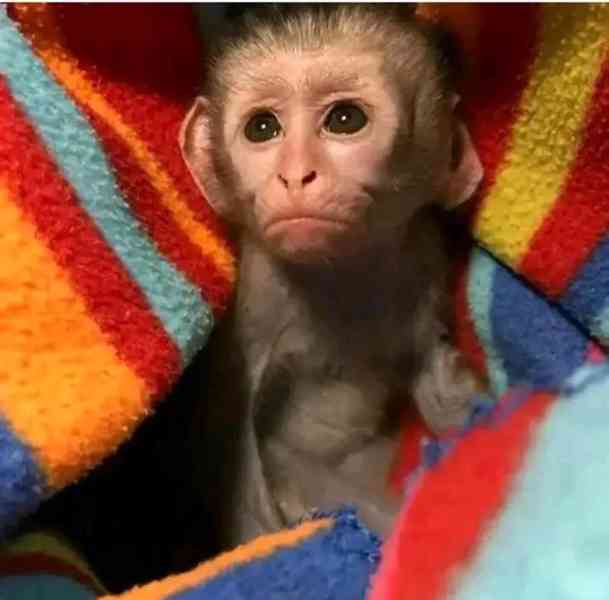  Kapucín hledá nový domov 