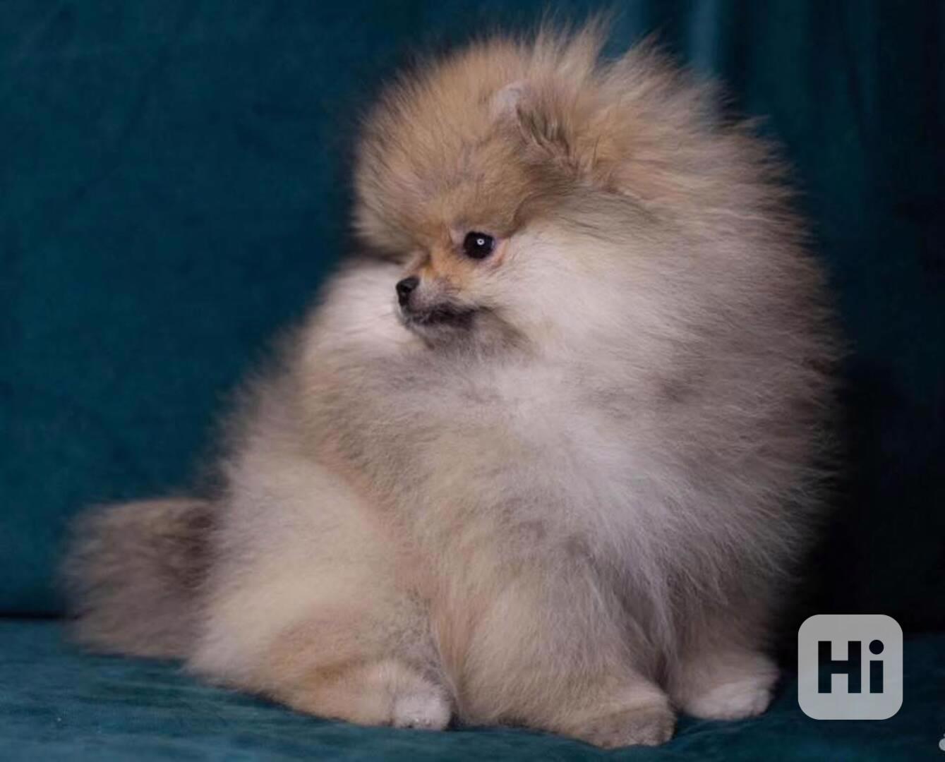 Štěňata pomeraniana k adopci zdarma. - foto 1