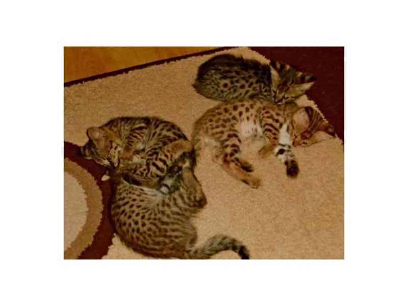 Savannah kočky Serval a Caracal 4 týdny - foto 3