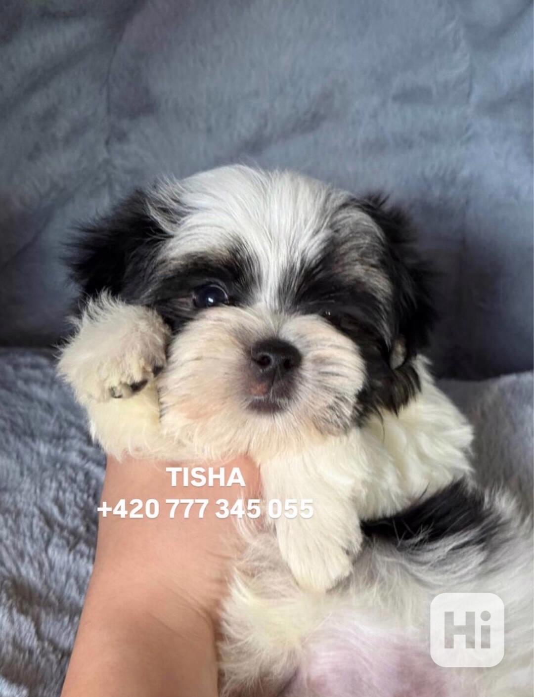 Maltipoo Morkie Tisha boy male - foto 1