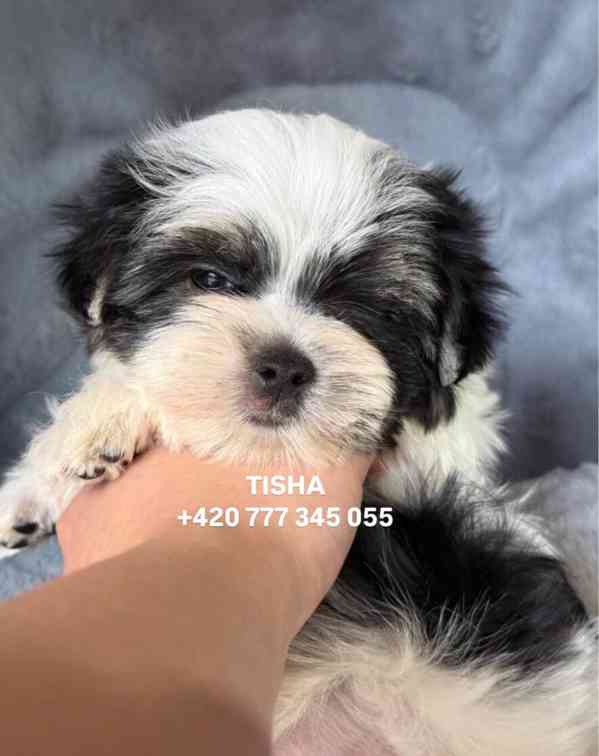 Maltipoo Morkie Tisha boy male - foto 7