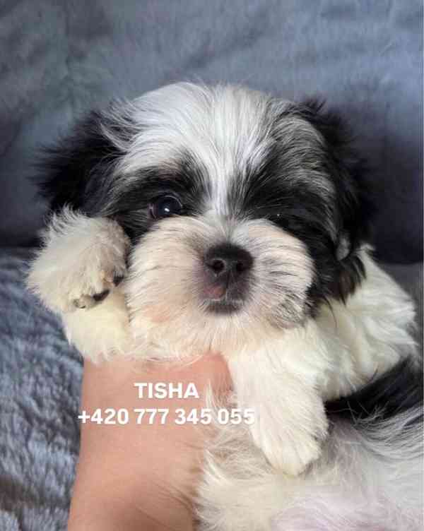 Maltipoo Morkie Tisha boy male - foto 2