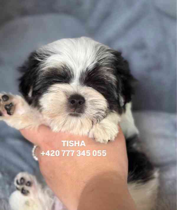 Maltipoo Morkie Tisha boy male - foto 6